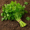 Organically Grown Coriander leaves, 50 g