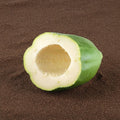 Raw Papaya / Papita, 250 g