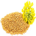 SS Yellow Mustard Seed / Peeli Sarso, 100 g
